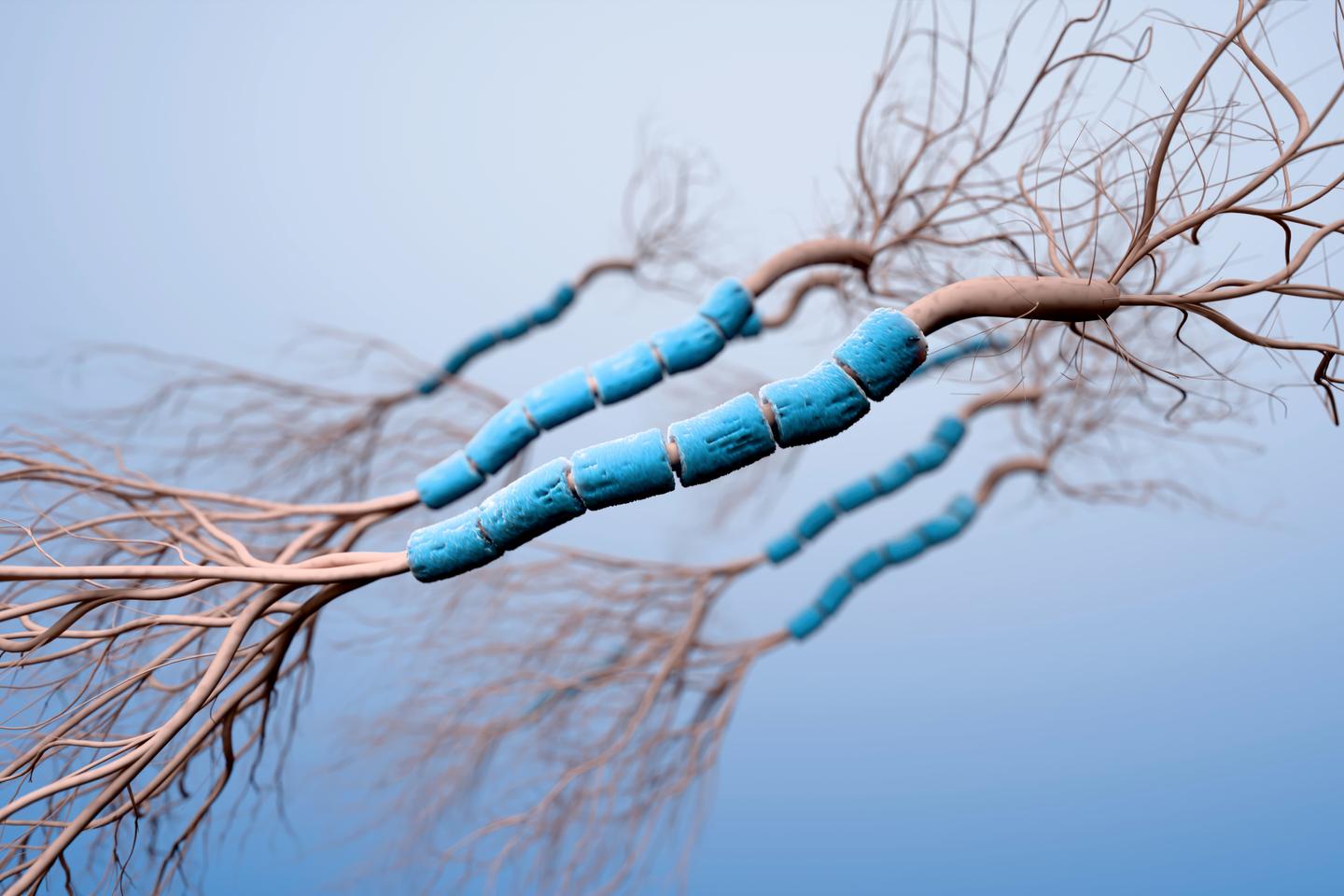 La gaine de myéline, cet étrange dopant du cerveau La gaine de myéline, cet étrange dopant du cerveau