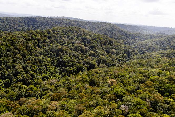 Au dessus de la forêt de Dorlin, en Guyane française, le 1er janvier 2024.