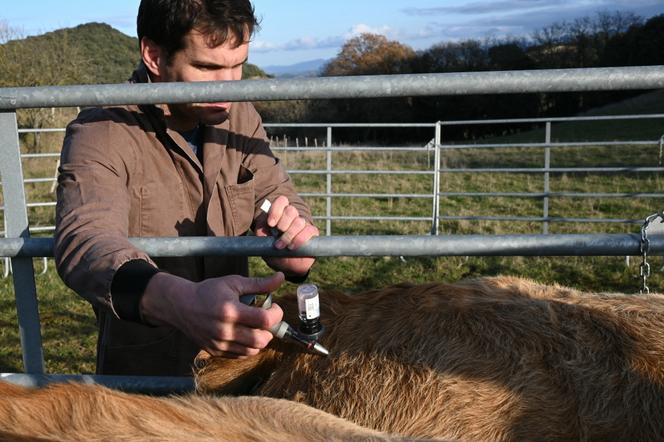Un vétérinaire vaccine une vache contre la dermatose nodulaire contagieuse, à Pomy (Aude), le 17&nbsp;décembre 2025.