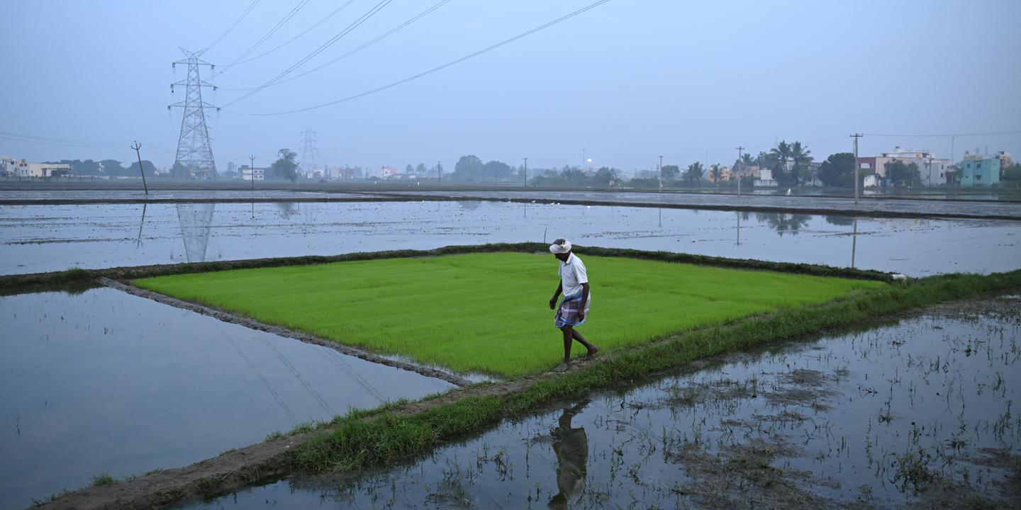 Accord commercial Inde-UE : le secteur agricole, point ultra-sensible dans les négociations