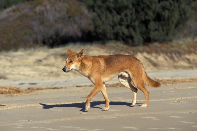 Un dingo sur la côte Ouest, en Australie, le 27&nbsp;septembre 2004&nbsp;(image d’illustration).