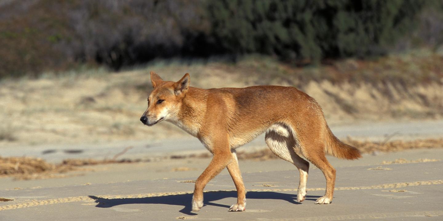 Australie : plusieurs dingos euthanasiés après la mort d’une touriste canadienne, malgré les protestations de scientifiques