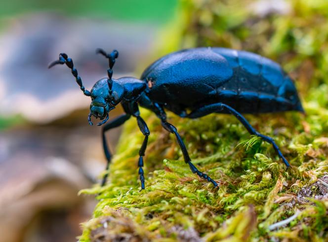 Un méloé printanier (« Meloe proscarabaeus »), à Brandebourg (Allemagne), le 13 avril 2024.