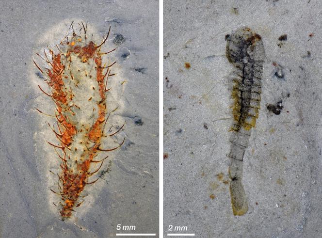 A gauche : Allonnia, un animal ressemblant à un cactus et doté de spicules (échelle : 5 mm), le 20 avril 2023 ; à droite : Fuxianhuiid, un nouvel arthropode dont l’intestin a été préservé (échelle : 2 mm), le 17 août 2024. Photos prises sous une lumière polarisée.