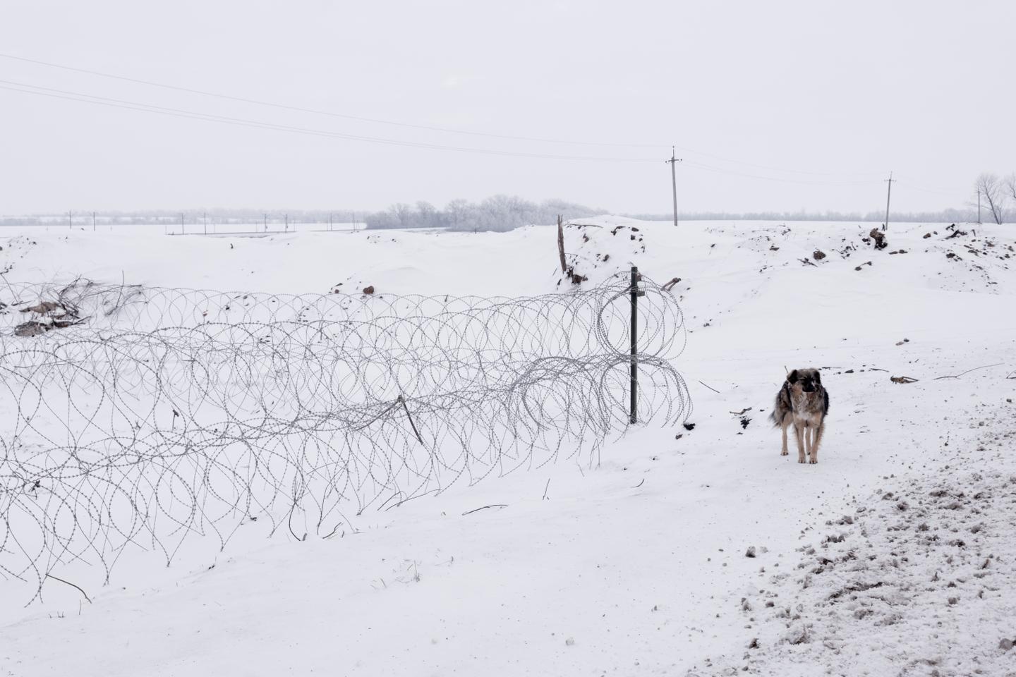 En Ukraine, la guerre a transformé les chiens présents sur la ligne de front