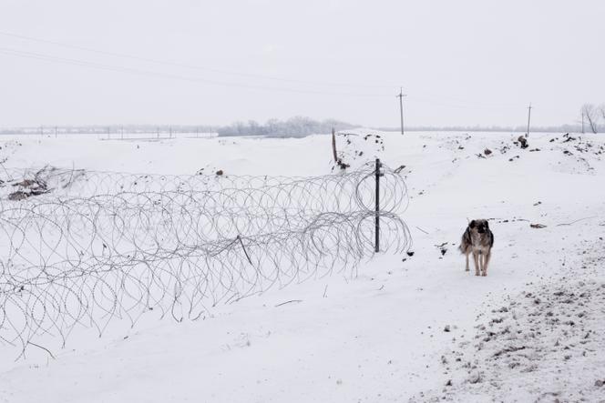 Un chien se tient près d’une ligne de défense dans l’oblast de Zaporijia (Ukraine), le 22 janvier 2026. 