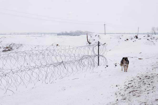 A dog stands near a defensive line in the Zaporizhzhia Oblast (Ukraine), January 22, 2026.