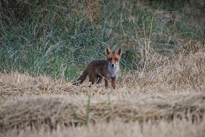 Un renard dans un champ de blé moissonné, près de Chinon (Indre-et-Loire), le 20 juillet 2020.