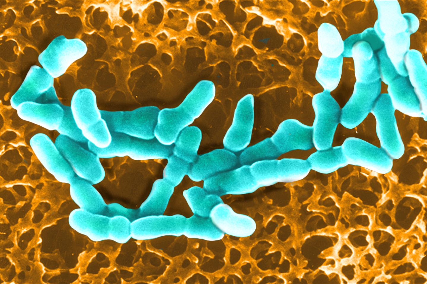 Microbiote vaginal : le rôle majeur des nutriments dans l’équilibre de la flore Microbiote vaginal : le rôle majeur des nutriments dans l’équilibre de la flore