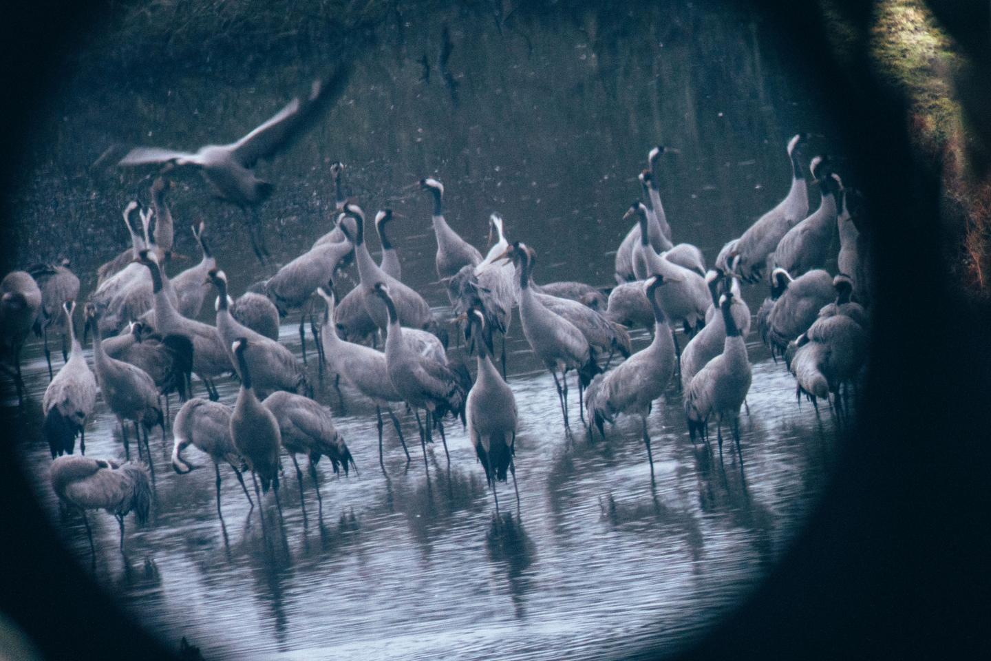 A Arjuzanx, refuge landais des grues cendrées