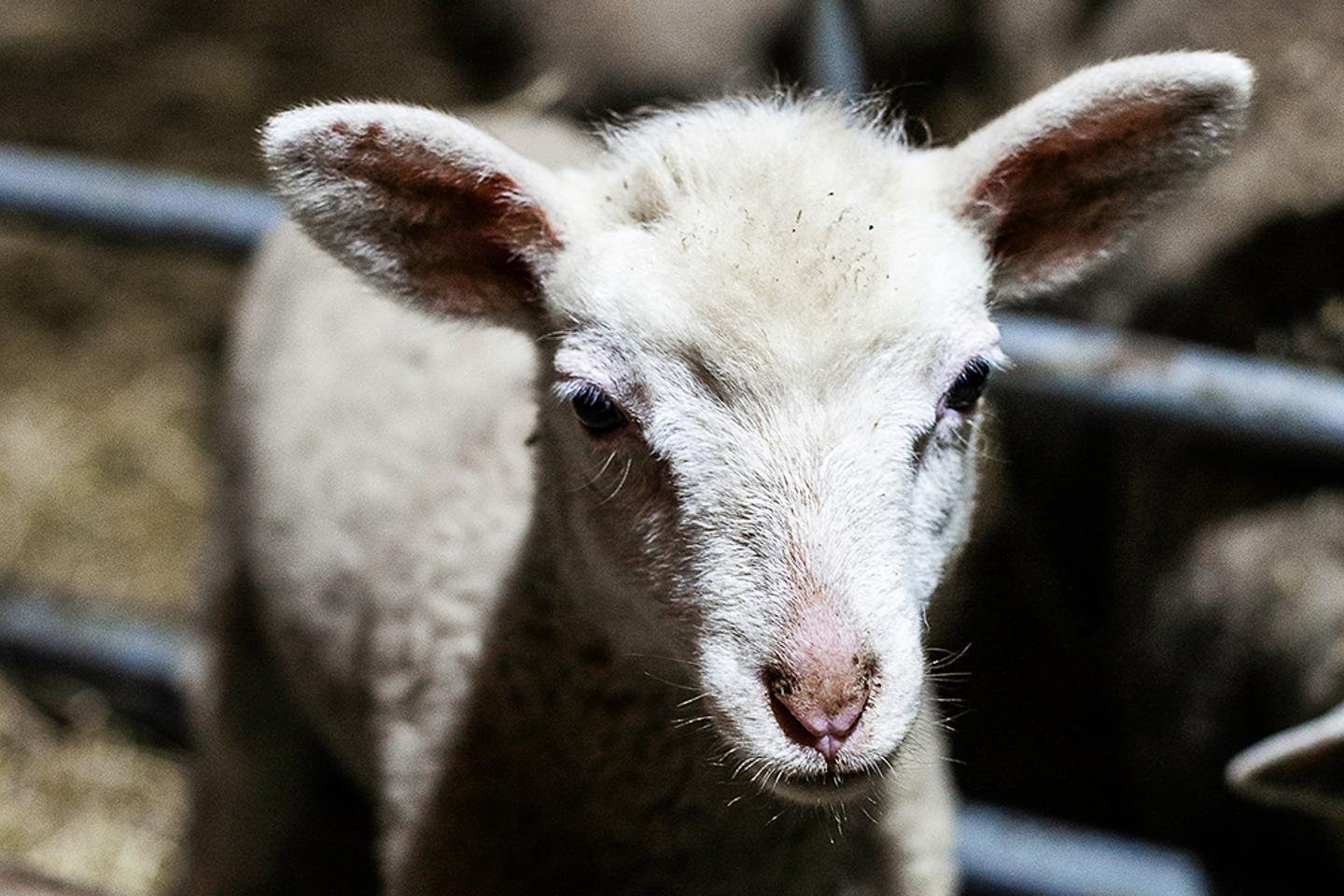En Haute-Marne, écolos et éleveurs agissent ensemble face au loup