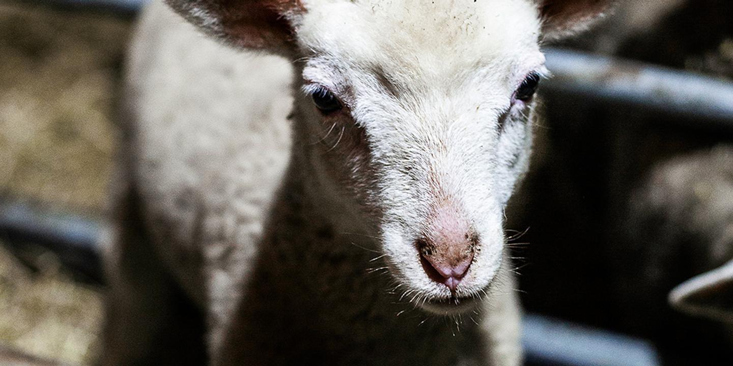 En Haute-Marne, écolos et éleveurs unis face au loup pour protéger les troupeaux