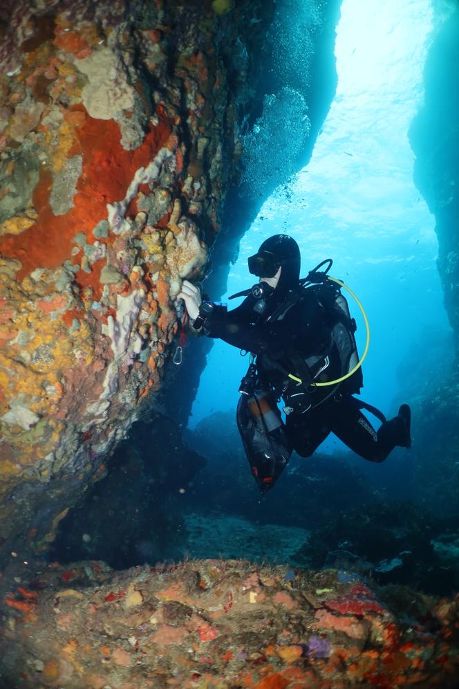 Un plongeur récolte des éponges sur un écosystème corallien au rocher du Diamant, au large de la Martinique, en janvier 2026. 