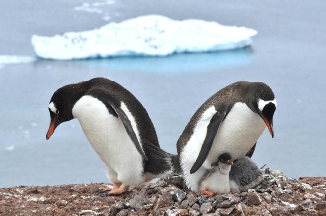Un couple de manchots papous (« Pygoscelis papua ») sur leur nid, avec des petits, en Antarctique, le 5 septembre 2023. 