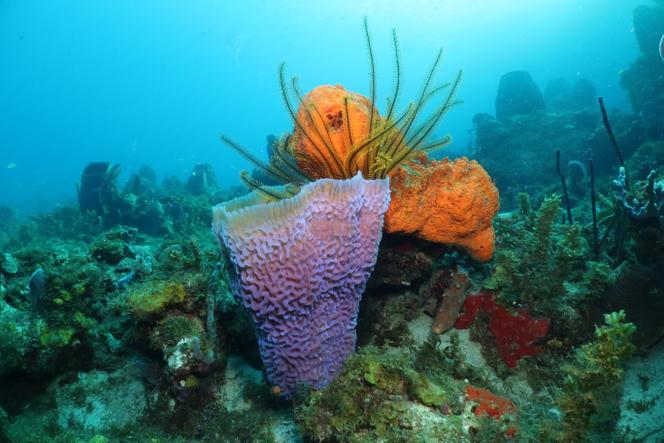 Assemblage de plusieurs espèces d’éponges, dont une « Callyspongia plicifera » (mauve) et une « Agelas citrina » (orange), au large de la Martinique, en janvier 2026.