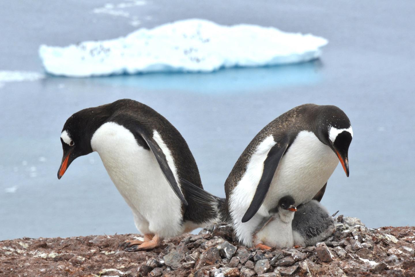 En Antarctique, bataille de manchots à cause du réchauffement