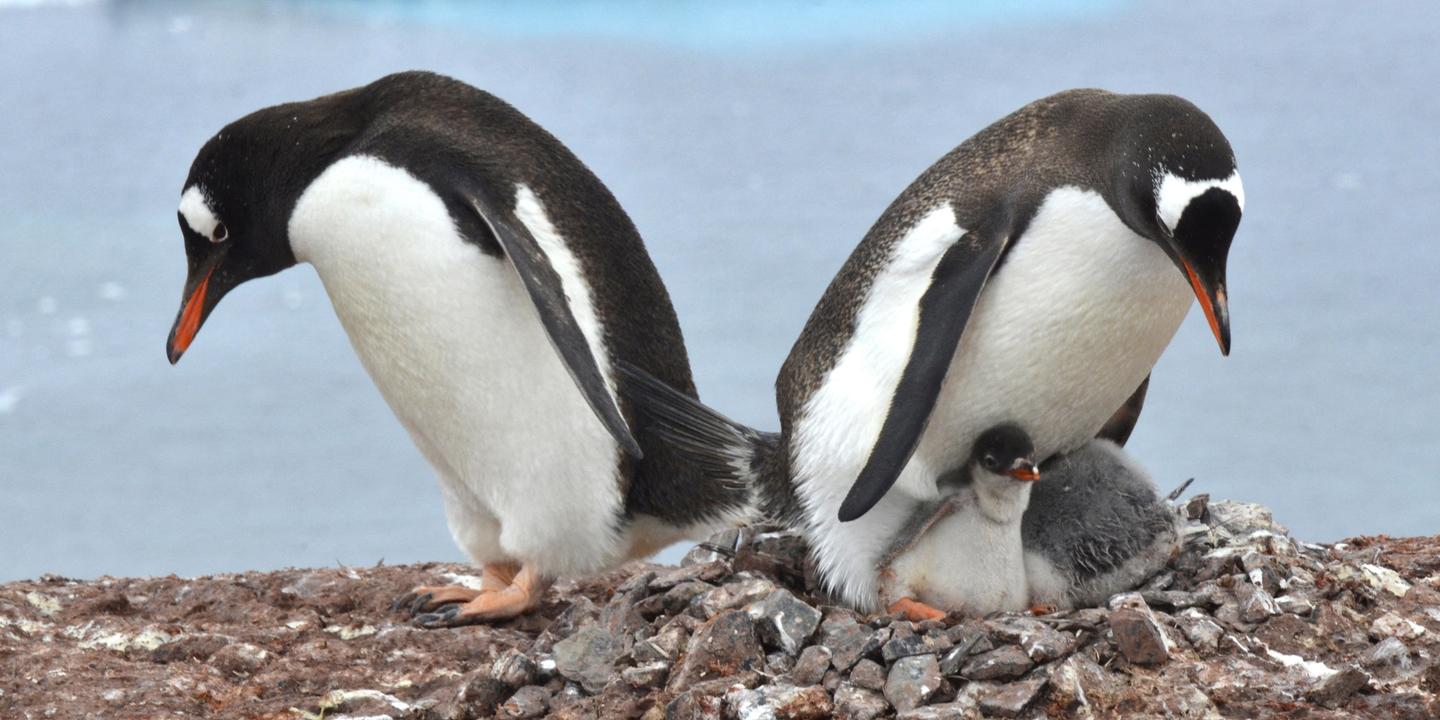 Les manchots antarctiques perturbés par le réchauffement climatique