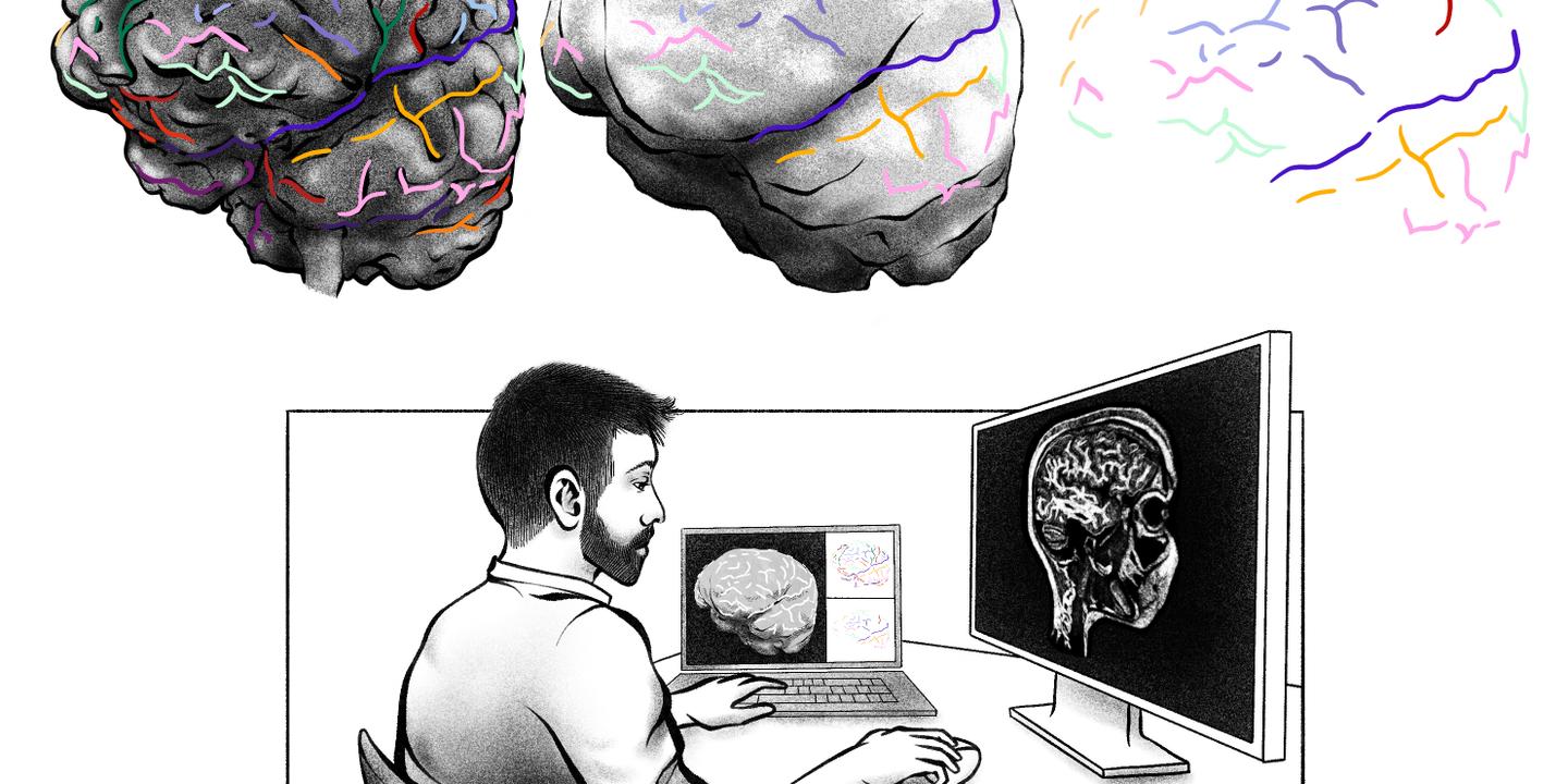 L'endocrâne révèle ses secrets : une étude remet en cause la lecture des sillons cérébraux