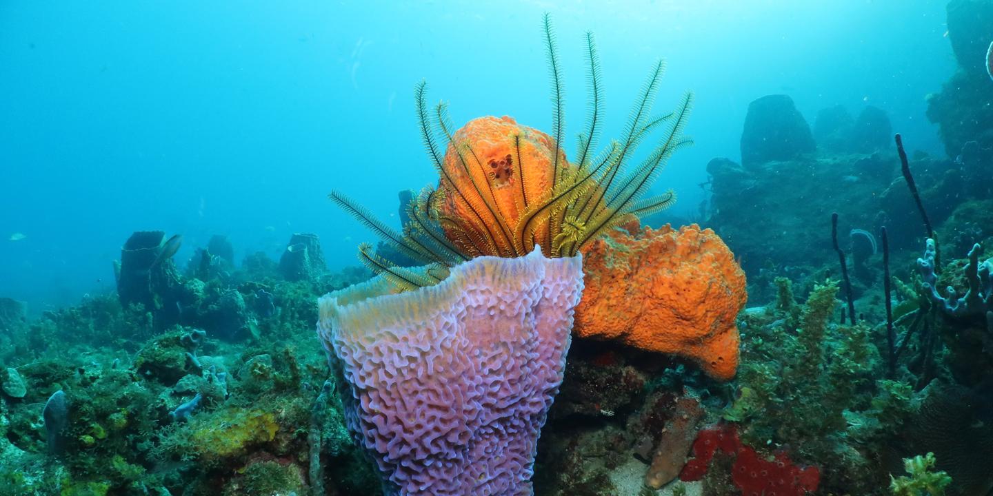 L’effondrement des récifs coralliens en mer des Caraïbes, victimes du changement climatique