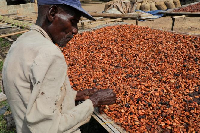 Un agriculteur fait sécher des fèves de cacao, au Ghana, le 20 novembre 2024.