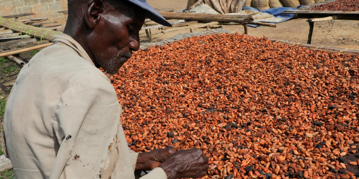 Le cacao en chute libre après une année de spéculation effrénée