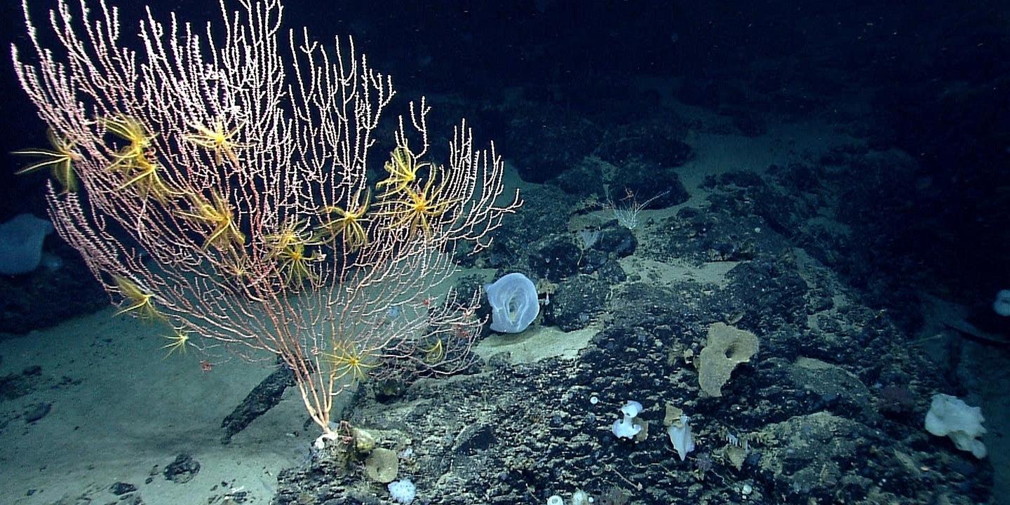 Donald Trump relance la pêche commerciale dans une zone protégée au large de la côte atlantique des Etats-Unis