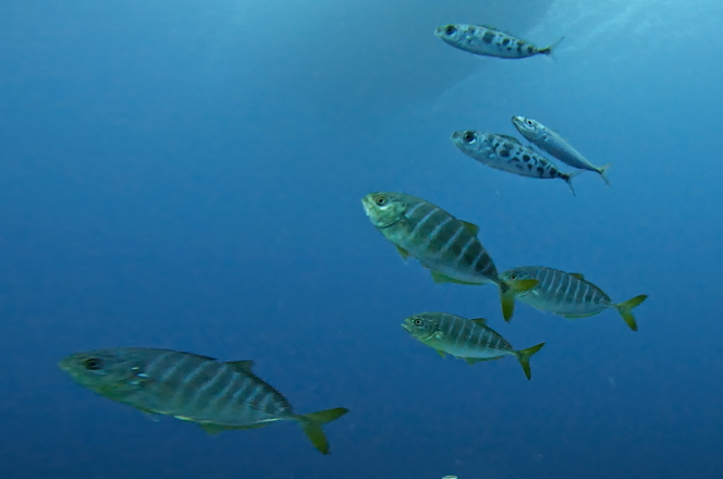 Un groupe de jeunes poissons de différentes espèces cherche refuge dans les eaux de surface du monument national marin de Northeast Canyons and Seamounts Corals au large de la côte atlantique des Etats-Unis, en juillet 2024.