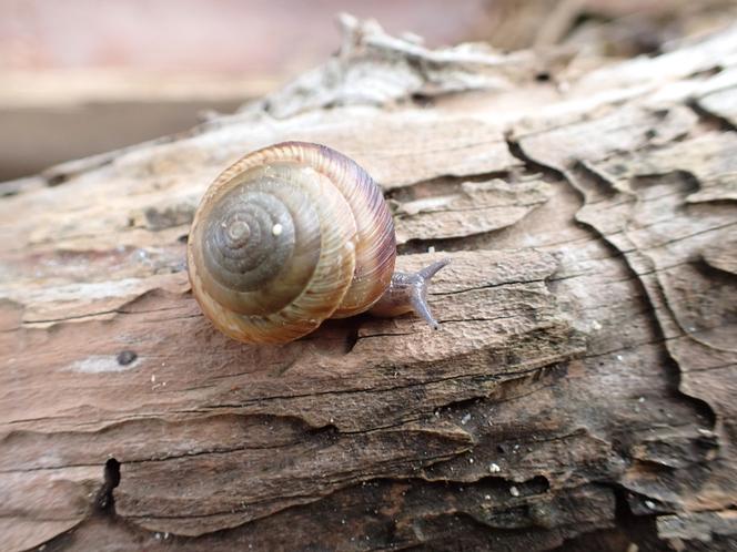 Un Poecilozonites bermudensis observé dans les Bermudes, en janvier 2024. 