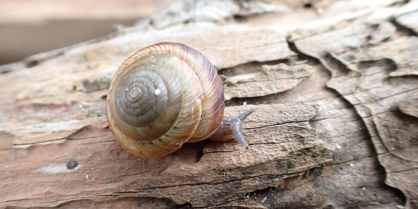 Un petit escargot terrestre des Bermudes officiellement sauvé, après avoir frôlé l’extinction
