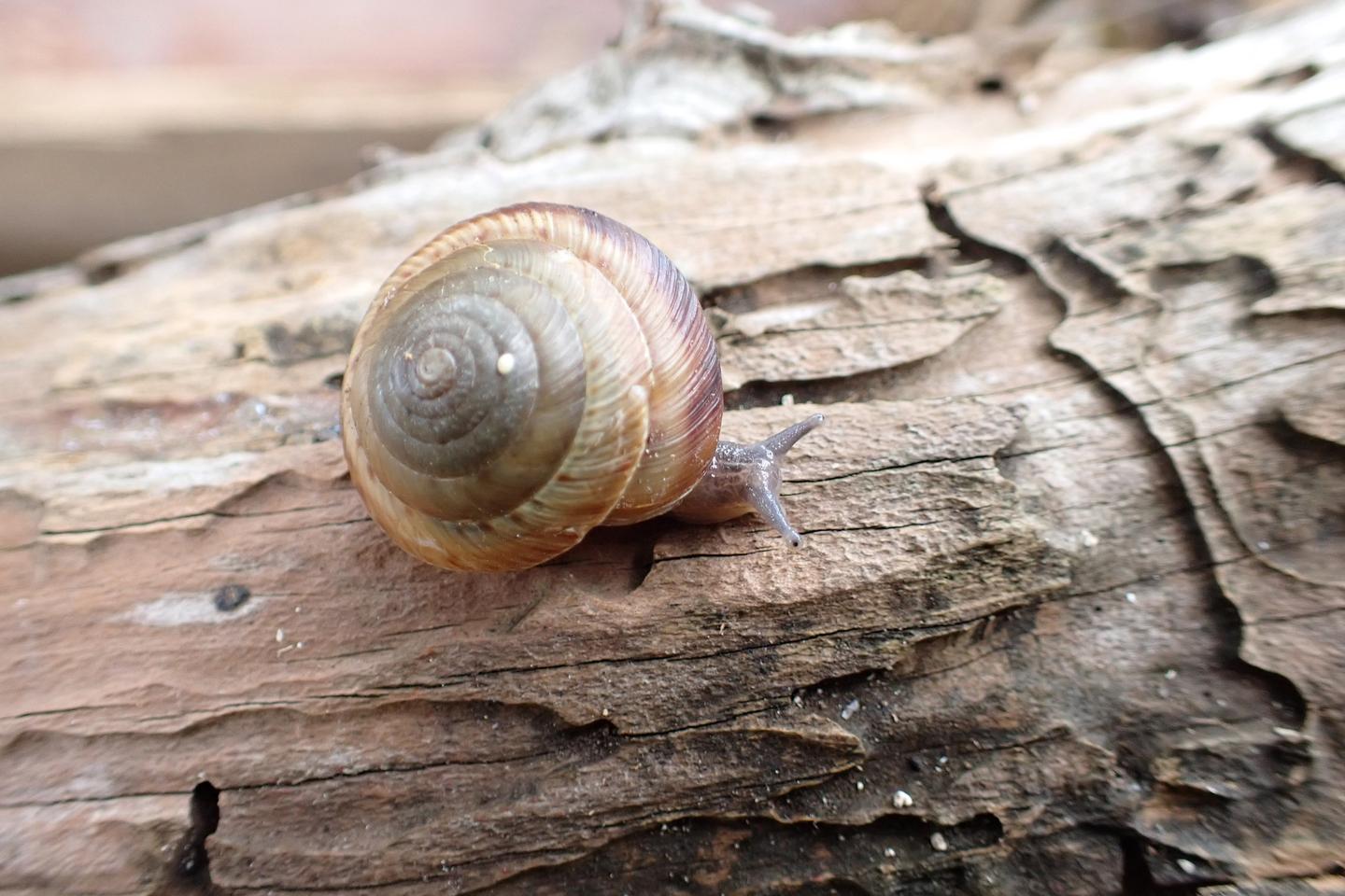 Un petit escargot terrestre des Bermudes officiellement sauvé, après avoir frôlé l’extinction