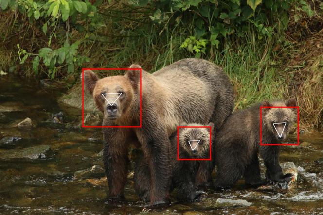 Détection des visages à l’aide du logiciel BearID.