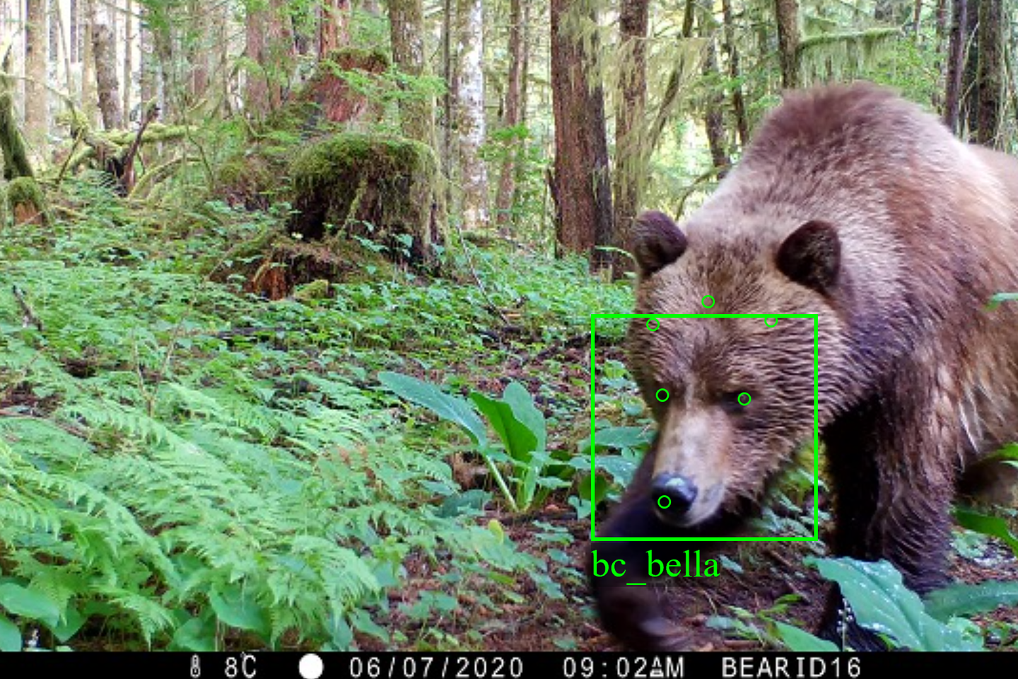 La reconnaissance faciale expérimentée pour mieux faire face aux ours du Canada et de l’Alaska