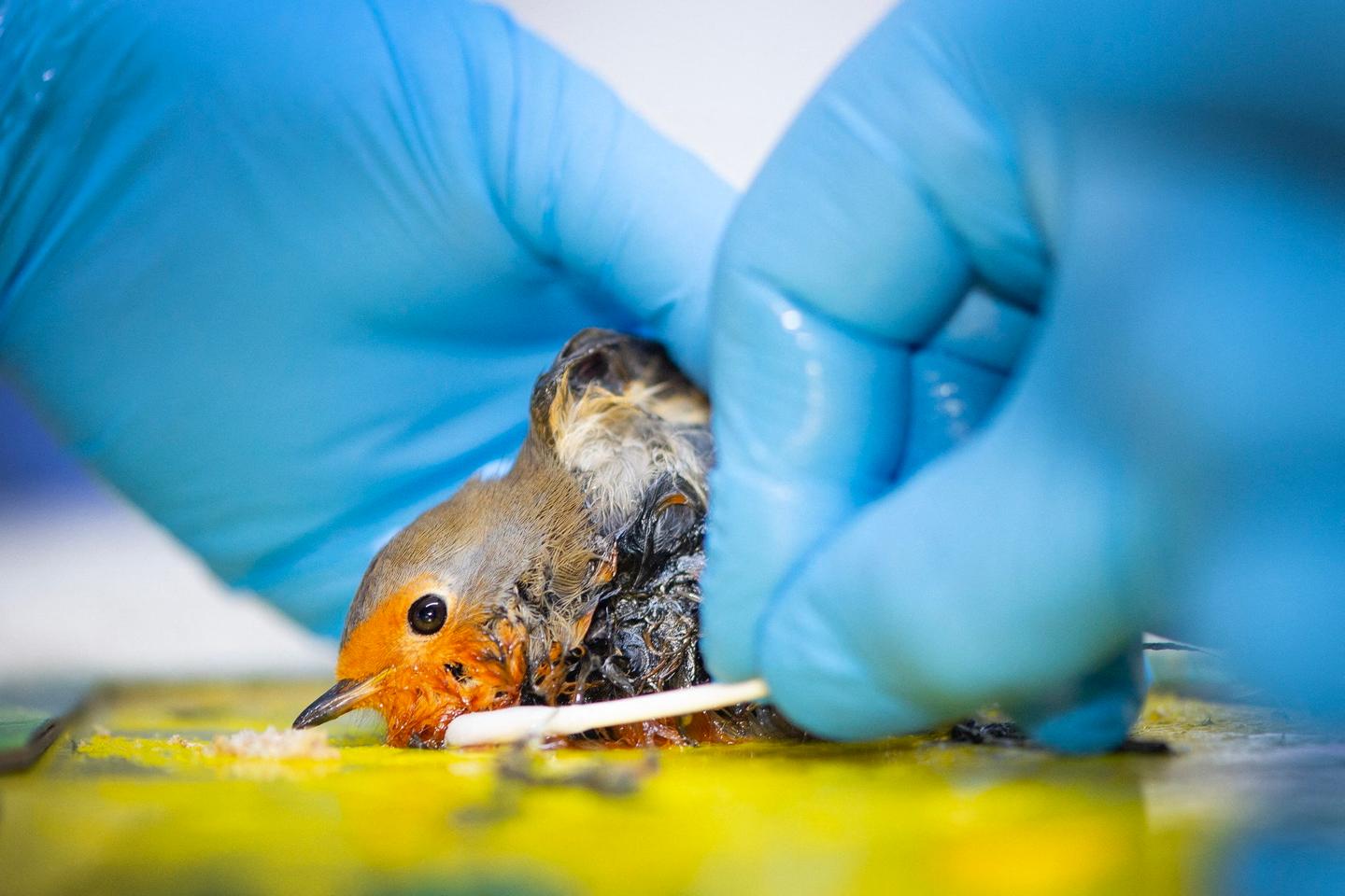 « Nous, associations de protection animale et centres de soin pour animaux sauvages, appelons à l’interdiction des pièges à colle »