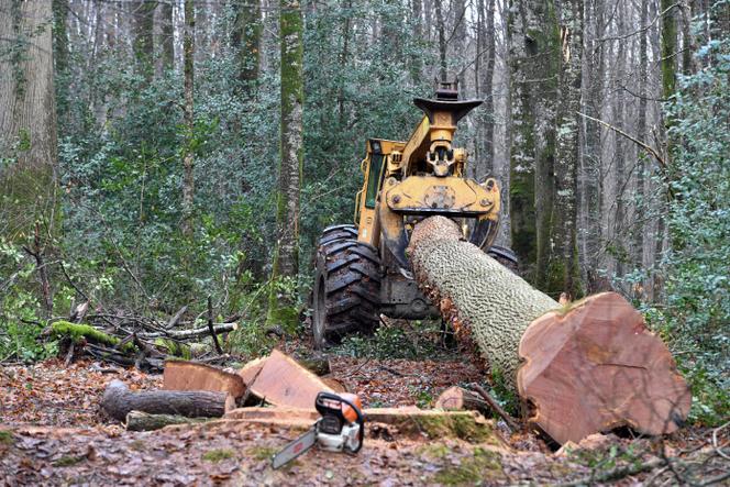Un débusqueur transporte un chêne sessile âgé de 340 ans, dans la forêt de Berce, à Jupilles (Sarthes), le 30 janvier 2026.