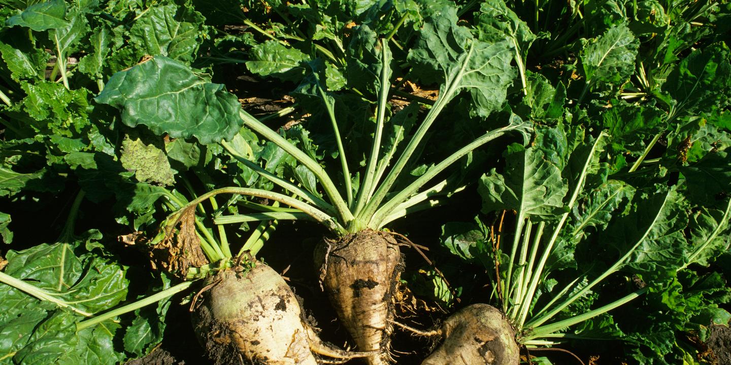 Les racines, ces réseaux souterrains vitaux pour la croissance des plantes
