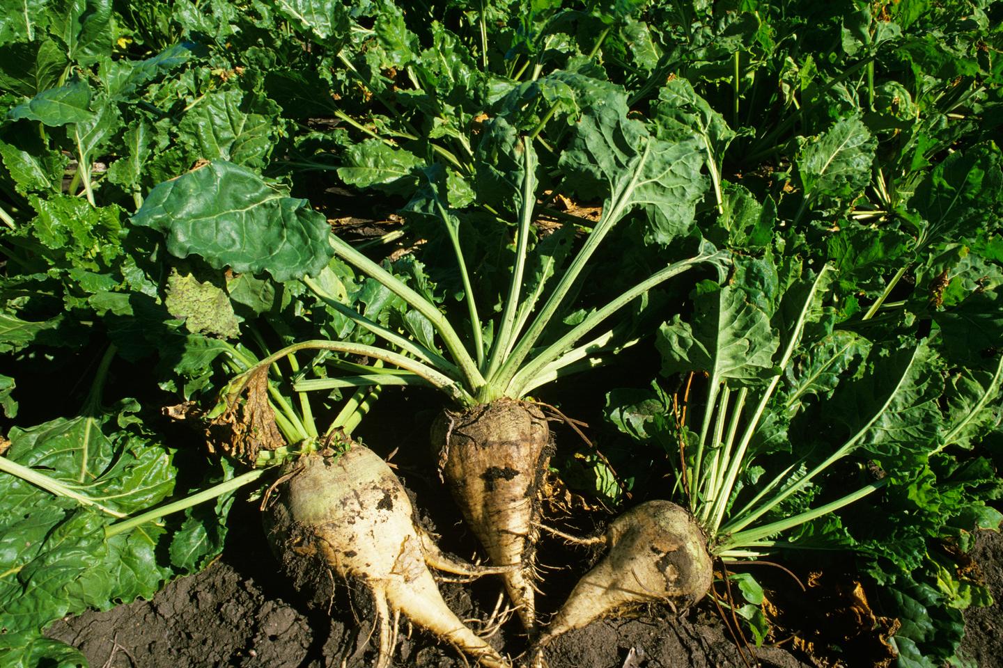 Comment les racines prennent… racine