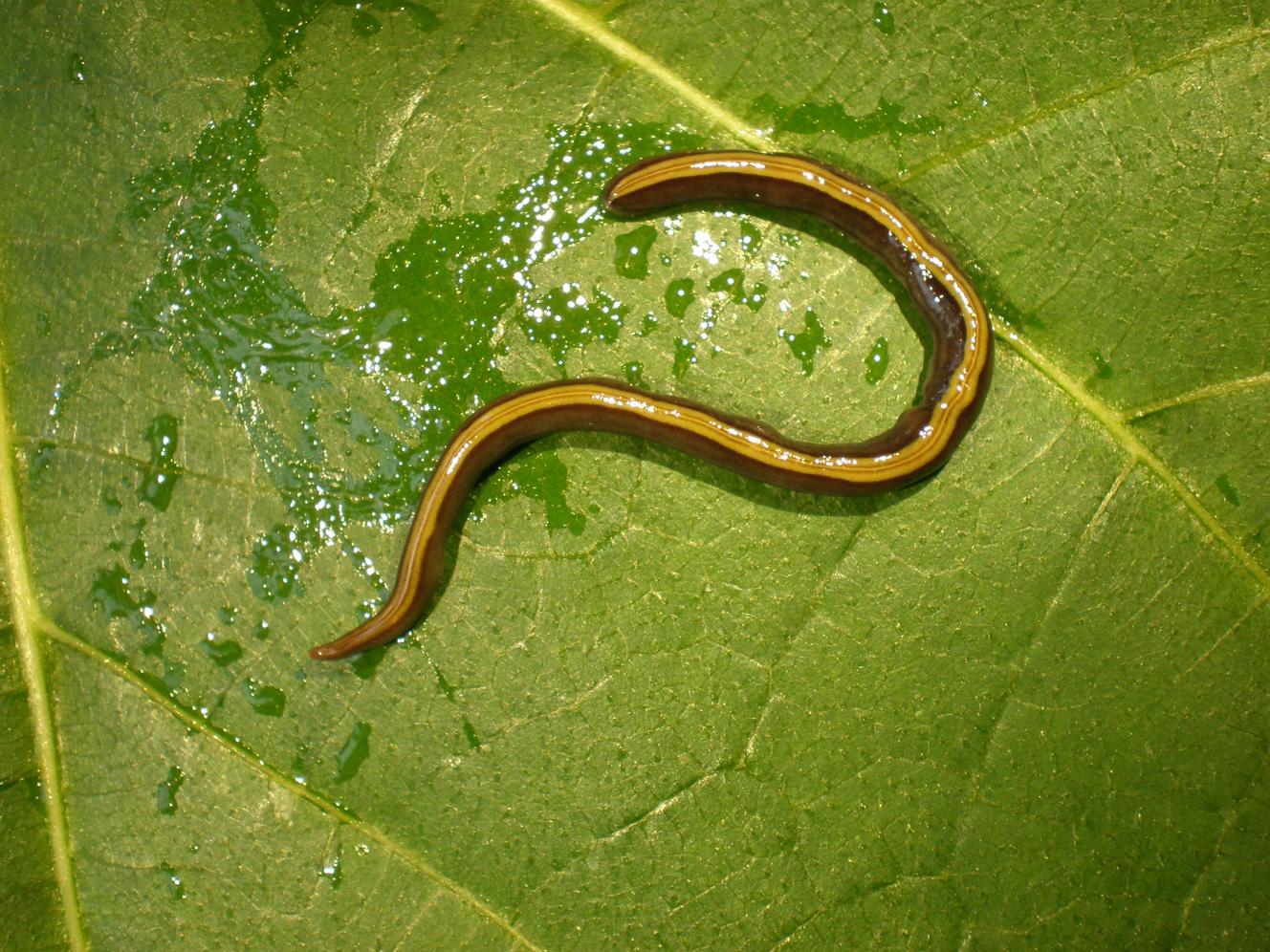 Les chats et les chiens participent à la dispersion d’une espèce envahissante de ver plat qui se colle à leurs poils