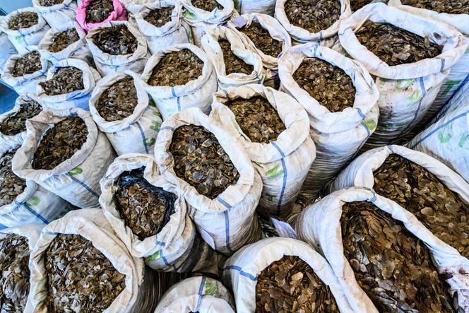 Des écailles de pangolins rassemblées lors d’une saisie record à Hongkong, le 1ᵉʳ février 2019.
