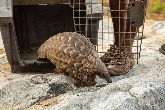 Un pangolin de Temminck («&nbsp;Smutsia temminckii&nbsp;») remis en liberté par l’ONG britannique Fauna and Flora, au Mozambique, en&nbsp;2025.