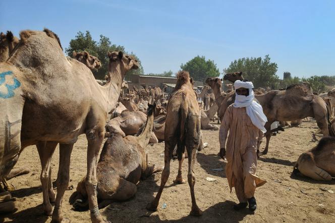 Le marché aux dromadaires de N’Djamena (Tchad), le 21 janvier 2026.