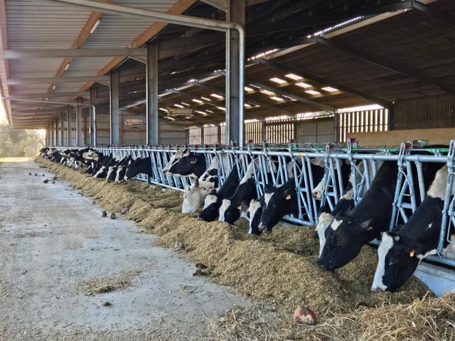 Le troupeau de vaches de race Prim’holstein de Laurent Vicialle et sa compagne, à Ségrie-Fontaine (Orne), le 3&nbsp;février 2026.