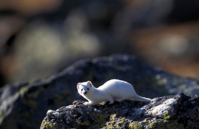 Une hermine dans le parc national du Stelvio, dans la région du Trentin-Haut-Adige, en Italie, le 25&nbsp;mars 2014. 