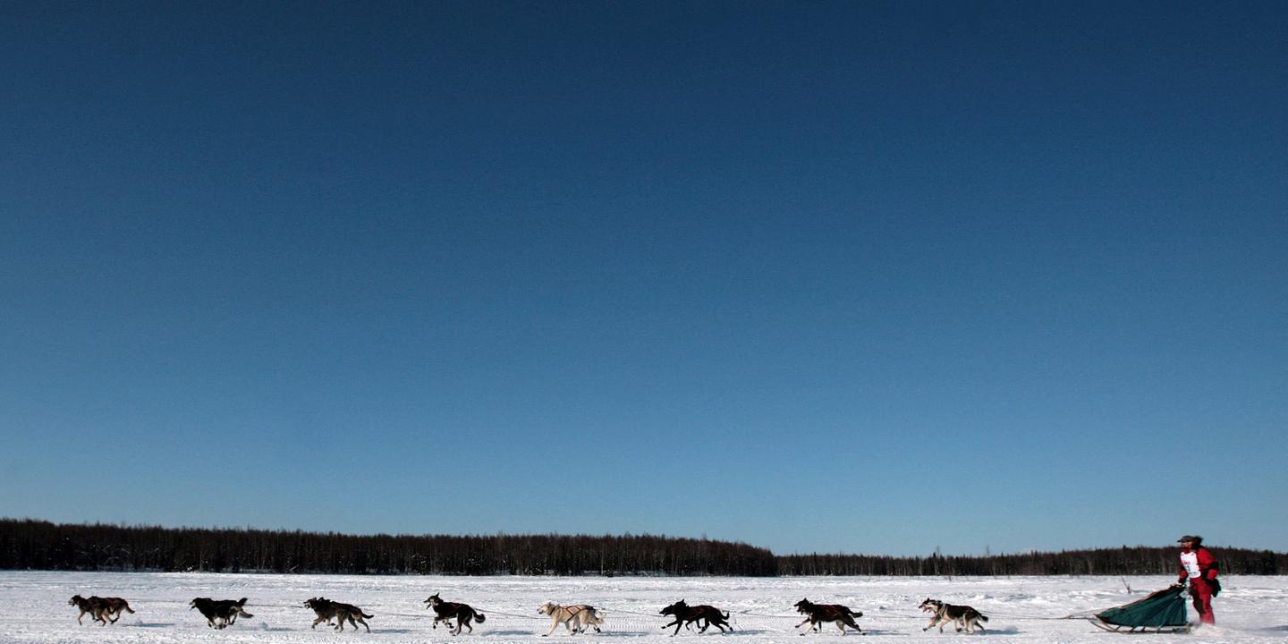 Au Canada, la fin d’une course mythique de chiens de traîneau