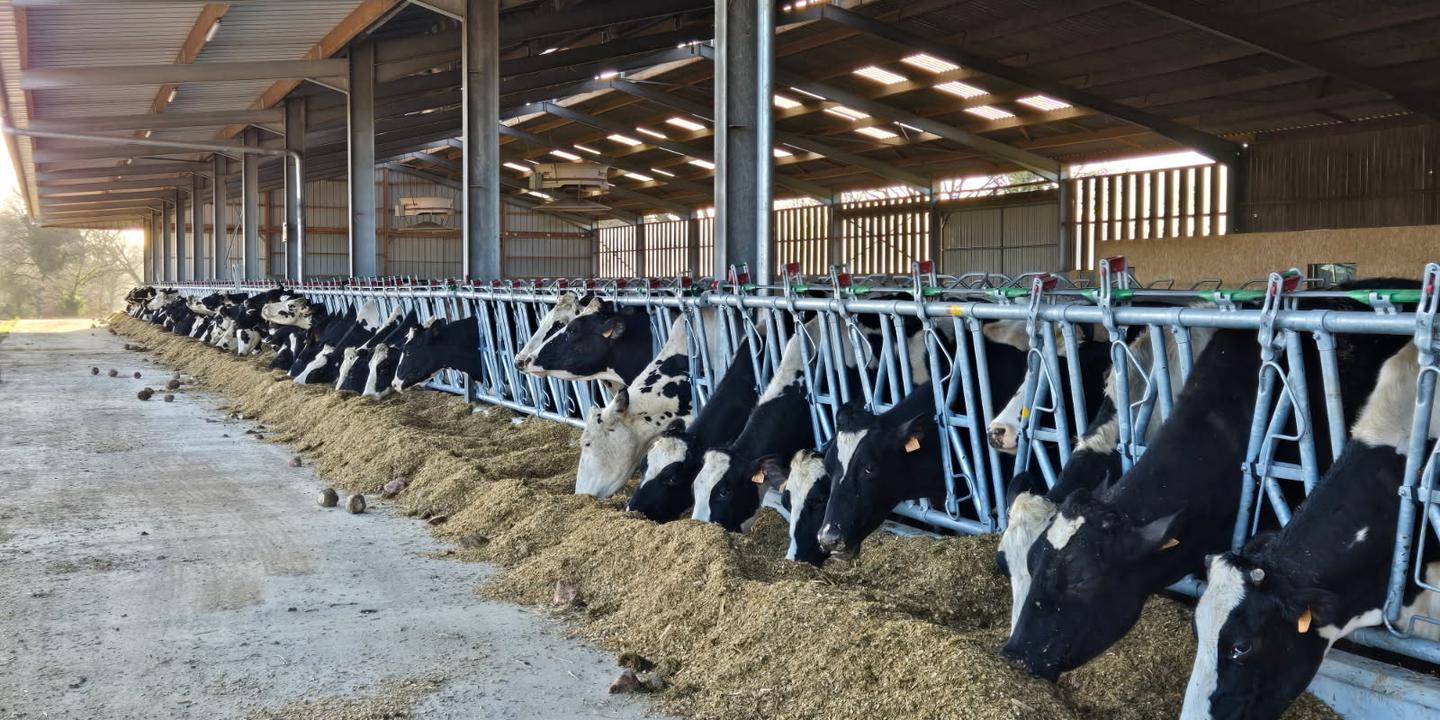 Tuberculose bovine en Normandie : l'épée de Damoclès plane sur les éleveurs