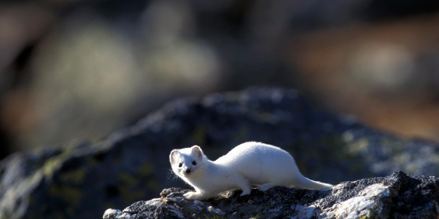 L'hermine, mascotte olympique menacée dans les Alpes italiennes
