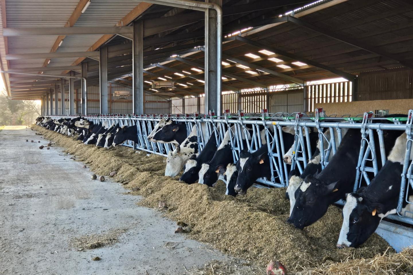 « Nous avons abattu 140 bêtes, j’espère que ça s’arrêtera là » : dans l’Orne, la tuberculose bovine met sous pression les exploitations et la filière lait cru