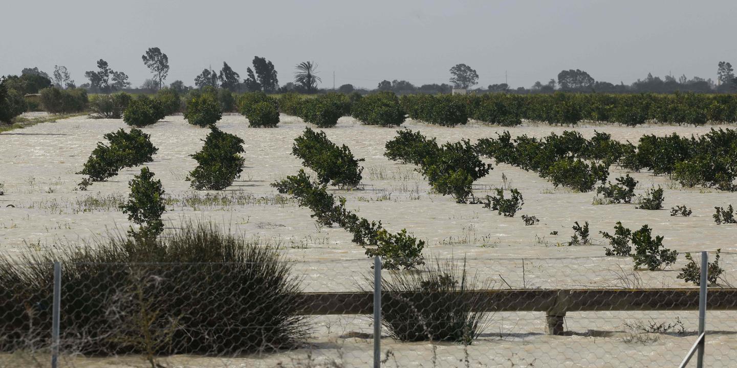 « Ce n’est pas la Suisse, mais presque » : au Maroc, l’espoir des agriculteurs après des pluies abondantes