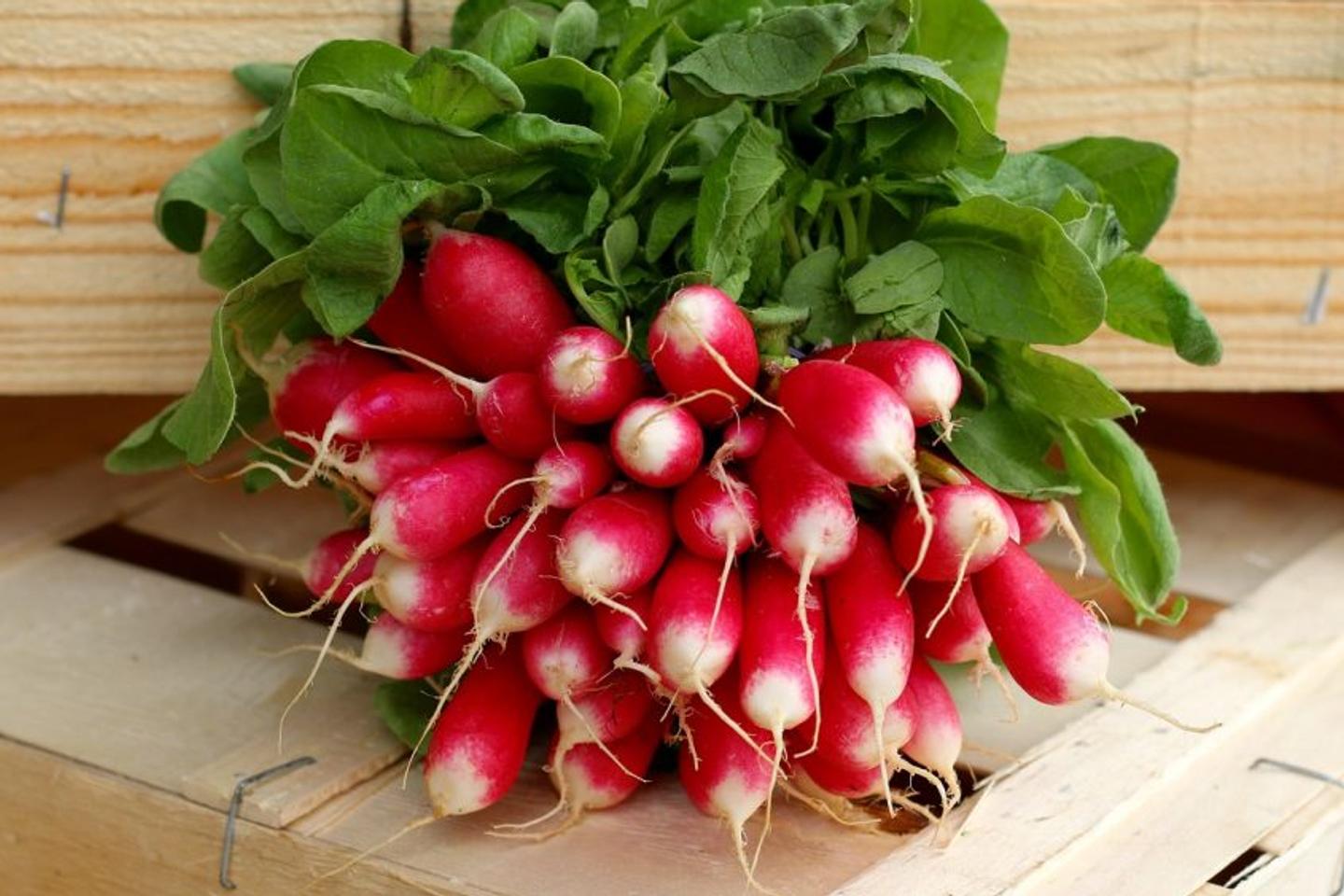 « L’histoire d’amour entre les Français et le radis rose est exclusive. Combien de temps durera encore cette spécificité ? »