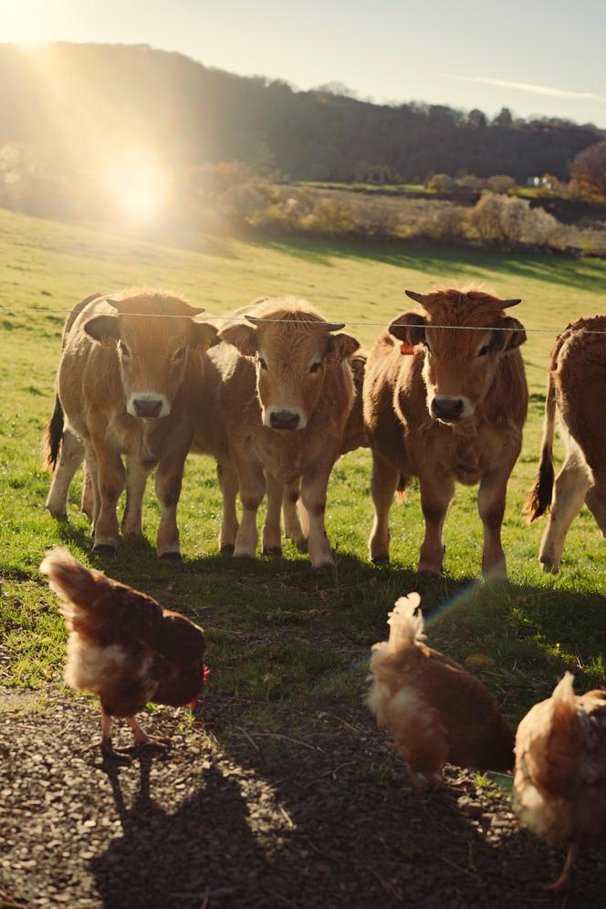 The meadows surrounding the house and farmhouse of Jean-Louis, Maïté Tichet's father. She gave him responsibility for the calves and their mother.