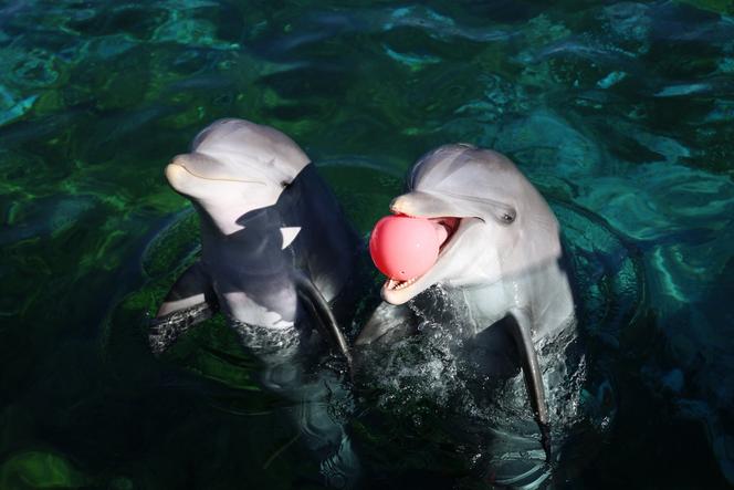 Des dauphins dans le bassin de l’arène des dauphins du Marineland d’Antibes (Alpes-Maritimes), avant sa fermeture, le 27&nbsp;novembre&nbsp;2025.